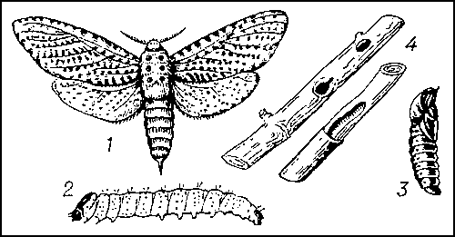 Древесница въедливая: 1 — бабочка; 2 — гусеница; 3 — куколка; 4 — поврежденные побеги.