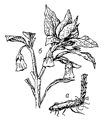Скополия карниолийская: а — корневище; б — верхняя часть растения.