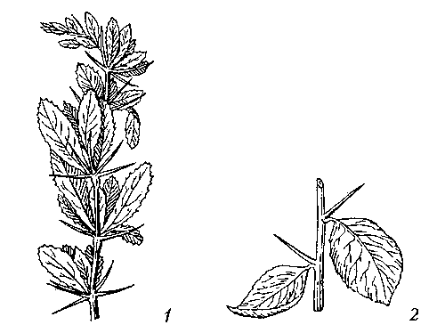 Колючки: 1 — листового происхождения (у барбариса); 2 — стеблевого происхождения (у боярышника).