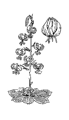 Лилия кудреватая: слева — соцветие; справа — луковица.