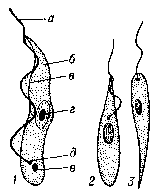 Строение и стадии развития трипаносомы: 1 — типичная трипаносомная стадия (а — жгут, б — цитоплазма, в — ундулирующая мембрана, г — ядро, д — базальное тельце, е — кинетопласт); 2 — критидиальная стадия; 3 — лептомонадная стадия.