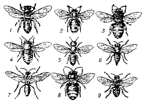 Пчелы (самки): 1 — Andrena haemorrhoa; 2 — Nomia diversipes; 3 — Melitta leporina; 4 — Megahile argenata; 5 — Heriades sp.; 6 — Coelioxys sogdiana; 7 — Nomada Fedtschenkoi; 8 — Eucera clypeata; 9 — Melecta fascipennis.