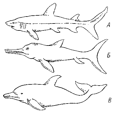 Аналогичная форма тела у акулы (А), ископаемого присмыкающегося — ихтиозавра (Б) и млекопитающего — дельфина (В).