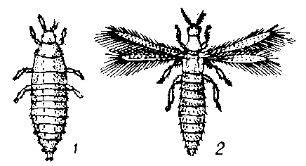 Табачный трипс: 1 — личинка; 2 — взрослое насекомое.