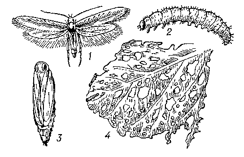 Капустная моль: 1 — бабочка; 2 — гусеница; 3 — куколка; 4 — лист капусты, поврежденный капустной молью.