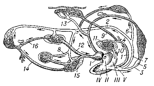 Рис. 1. Схема кровеносной системы лягушки: I — венозная пазуха; II — правое предсердие; III — левое предсердие; IV — желудочек; V — артериальный ствол; 1 — лёгочно-кожная артерия; 2 — дуга аорты; 3 — сонная артерия; 4 — язычная артерия; 5 — сонная железа; 6 — подключичная артерия; 7 — общая аорта; 8 — кишечная артерия; 9 — кожная артерия; 10 — лёгочная вена; 11 — лёгкое; 12 — задняя полая вена; 13 — кожная вена; 14 — брюшная вена; 15 — печень; 16 — почечная вена.