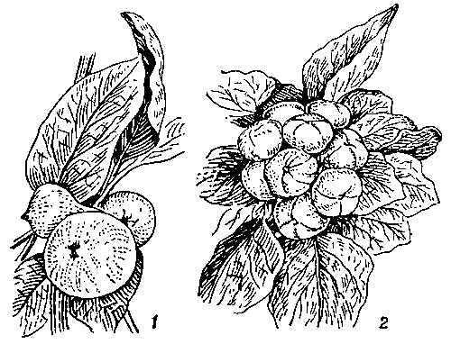 Плоды тунга: 1 — тунга Форда; 2 — тунга японского.