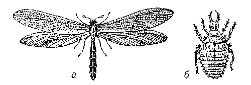Муравьиный лев (Myrmeleon formicarius); взрослое насекомое (а) и личинка (б).