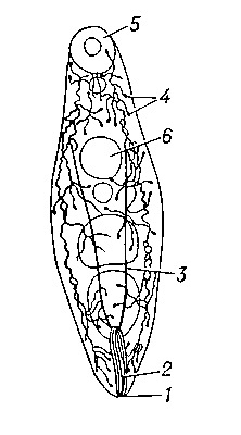 Рис. 1. Выделительная система плоского червя Allocreadium isoporum: 1 — выделительное отверстие; 2 — мочевой пузырь; 3 — правый главный канал выделительной системы; 4 — концевые звездчатые клетки с мерцательным пламенем: 5 — ротовая присоска; 6 — брюшная присоска.