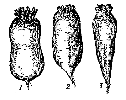 Корнеплоды распространенных сортов кормовой свёклы: 1 — Эккендорфская желтая; 2 — Баррес; 3 — Полусахарная белая.