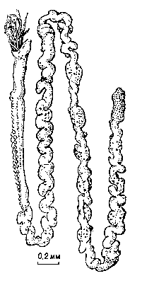Погонофора Choanophorus indicus (самец). Внешний вид животного, вынутого из трубки.