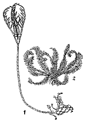 Морские лилии 1 — стебельчатая Rhizocrinus; 2 — бесстебельчатая Antedon.