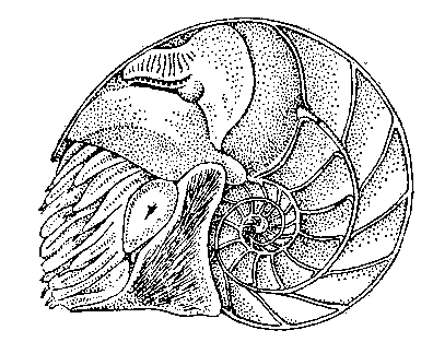 Кораблик Nautilus pompilius (раковина распилена вдоль).
