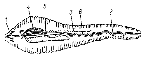 Пятиустка Linguatula serrata (самка): 1 — крючья; 2 — кишка; 3 — яичник; 4, 5 — семяприемники; 6 — матка.