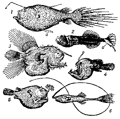 Удильщики: 1 — самка церации с самцом (а); 2 — самка неоцерации с самцом (а); 3 — каулофрина; 4 — меланоцет; 5 — борофрина; 6 — гигантаксис.