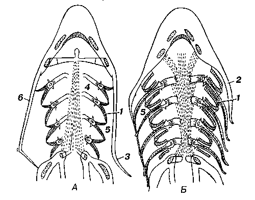 Схематические горизонтальные разрезы головы костистой рыбы (а) и акулы (б). Слева — положение клапана при вдохе, справа — при выдохе; 1 — жаберные лепестки; 2 — гиоидный клапан (первая кожная складка); 3 — клапан жаберной крышки; 4 — рото-жаберная полость; 5 — околожаберные полости; 6 — жаберная крышка.