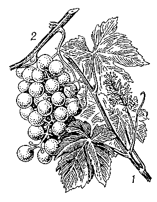 Виноград культурный: 1 — ветвь с листьями и соцветием; 2 — гроздь.