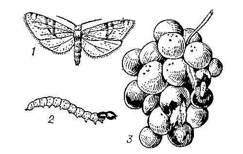 Двулётная листовёртка: 1 — бабочка; 2 — гусеница; 3 — поврежденная гроздь винограда.