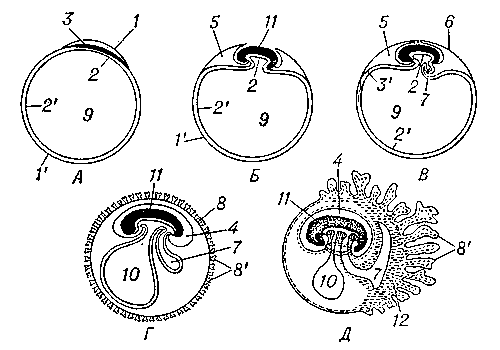 Схема развития зародышевых оболочек у млекопитающих (А — Д — пять последовательных стадий): 1 — эктодерма; 1' — внезародышевая эктодерма; 2 — энтодерма; 2' — внезародышевая энтодерма; 3 — мезодерма; 3' — внезародышевая мезодерма; 4 — амниотическая полость; 5 — амниотические складки; 6 — трофобласт; 7 — аллантоис; 8 — хорион; 8' — ворсинки хориона; 9 — полость желточного мешка; 10 — желточный мешок; 11 — зародыш; 12 — мезодерма аллантоиса.