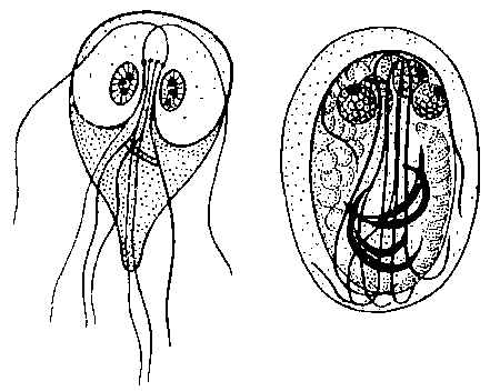 Лямблия из кишечника человека: слева — активная форма; справа — циста.
