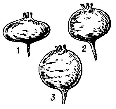 Корнеплоды распространенных сортов столовой свёклы: 1 — Грибовская А-473, 2 — Несравненная А-463, 3 — Бордо 237.