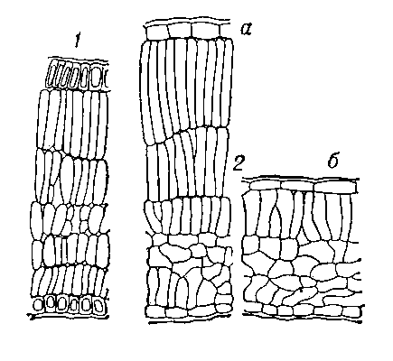 Палисадная ткань (поперечный разрез): 1 — листа фисташки; 2 — листа бука (а — на свету, б — в тени).