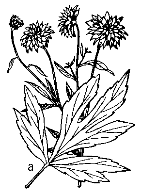 Рудбекия рассеченная, верхняя часть растения; а — нижний лист.