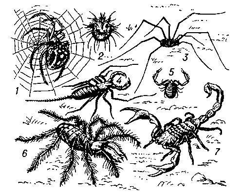 Паукообразные: 1 — паук-крестовик; 2 — чесоточный клещ; 3 — сенокосец; 4 — телифон; 5 — ложноскорпион; 6 — сольпуга; 7 — скорпион.