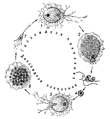 Рис. 2. Жизненный цикл однокамерной фораминиферы Iridia lucida: 1 — одноядерный гамонт; 2 — формирование гамет в гамонте; 3 — копуляция жгутиковых изогамет (сильно увеличено); 4 — зигота; 5 — агамонт (одноядерный); 6 — формирование агамет в агамонте; 7 — молодой гамонт.
