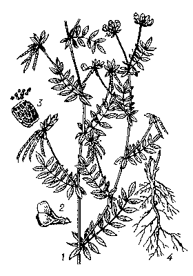 Сераделла посевная: 1 — общий вид; 2 — цветок; 3 — членики боба; 4 — корень.