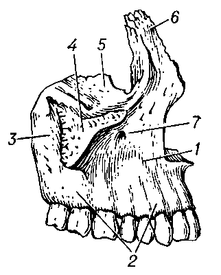 Рис. 1. Верхнечелюстная кость человека: 1 — передняя поверхность тела; 2 — альвеолярный отросток; 3 — задняя поверхность тела; 4 — скуловой отросток; 5 — глазничная поверхность тела; 6 — лобный отросток; 7 — подглазничное отверстие.