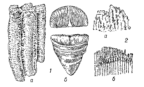 Ископаемые каралловые полипы: 1 — ругозы (а — Lonsdaleia; б — Calceola, вверху над кораллитом крышечка); 2 — табуляты (а — Syringopora; б — Наlysites).