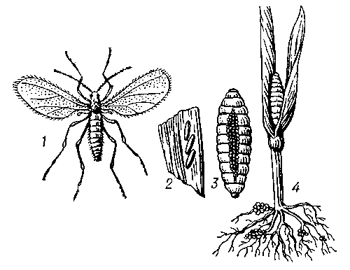 Гессенская муха: 1 — взрослое насекомое; 2 — яйцекладка на листе злака; 3 — личинка; 4 — ложнококон в пазухе листа злака.