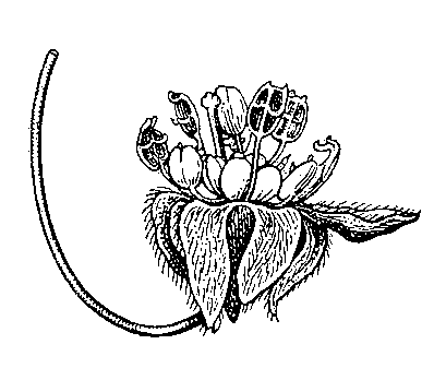 Рис. 9. Цветок Cinnamomum scheuchzeri из эоценовых отложений Прибалтики, сохранившийся в янтаре.