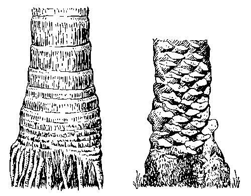 Стволы пальм: слева — архонтофеникс Куннингама, заметны следы прикрепления листьев; справа — финиковой пальмы с остатками черешков листьев.