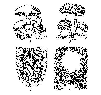Агариковые: 1 — шампиньон (пластинчатый гриб); 2 — разрез через пластинчатый гименофор; 3 — белый гриб (трубчатый); 4 — разрез через трубчатый гименофор.