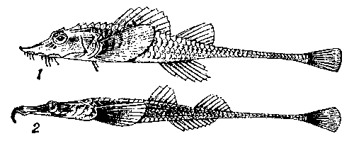 Морские лисички: 1 — осетровидная; 2 — шиловидная.
