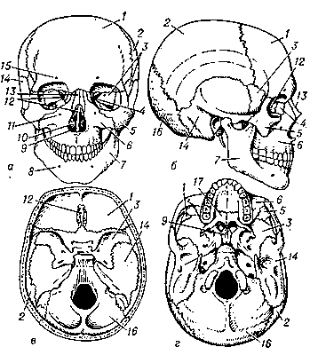 Рис. 5. Череп человека: а — вид спереди; б — вид сбоку; в — внутреннее основание черепа; г — наружное основание черепа; 1 — лобная кость, 2 — теменная кость, 3 — клиновидная кость, 4 — слёзная кость, 5 — скуловая кость, 6 — верхняя челюсть, 7 — нижняя челюсть, 8 — подбородочное отверстие, 9 — сошник, 10 — нижняя носовая раковина, 11 — подглазничное отверстие, 12 — решётчатая кость, 13 — носовая кость, 14 — височная кость, 15 — надглазничное отверстие, 16 — затылочная кость, 17 — нёбная кость.