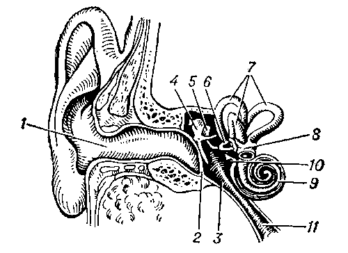 Схема строения уха человека: 1 — наружный слуховой проход; 2 — барабанная перепонка; 3 — полость среднего уха (барабанная полость); 4 — молоточек; 5 — наковальня; 6 — стремечко; 7 — полукружные каналы; 8 — преддверие; 9 — улитка; 10 — овальное окно; 11 — евстахиева труба.