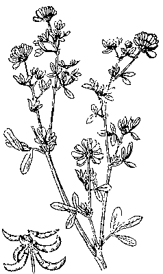 Рис. 2. Люцерна жёлтая (серповидная): стебель с цветочными кистями и кисть с бобами.
