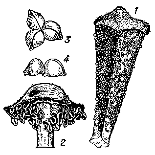 Микроспорофиллы и сорусы саговников: 1 — Cycas circinalis; 2 — Zamia integrifolia; 3 и 4 — её же сорусы.