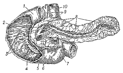 Двенадцатиперстная кишка и поджелудочная железа человека: 1 — верхняя горизонтальная часть кишки; 2 — отверстие добавочного выводного протока поджелудочной железы; 3 — нисходящая часть кишки; 4 — отверстие выводных протоков поджелудочной железы и печени; 5 — нижняя горизонтальная часть кишки; 6 — выводные протоки поджелудочной железы; 7 — восходящая часть кишки; 8 — поджелудочная железа; 9 — жёлчный проток; 10 — воротная вена.