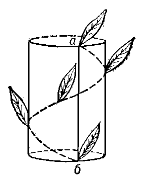 Ортостиха (а—б); пунктиром обозначен листовой цикл.