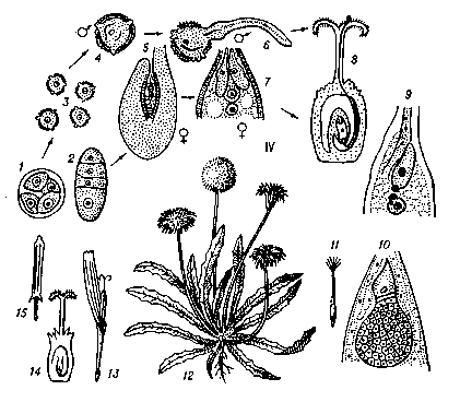 Рис. 3г. Чередование поколений у покрытосеменных растений: 1—2 — тетрады спор; 3—4 — пыльцевые зёрна (мужские гаметофиты); 5 — семяпочка (часть спорофита) с женским гаметофитом — зародышевым мешком; 6 — проросшее пыльцевое зерно; 7 — верхняя часть зародышевого мешка; 8 — схема роста пыльцевой трубки; 9 — оплодотворение; 10 — развитие зародыша (спорофит); 11 — односемянный плод; 12 — взрослое растение (спорофит); 13 — цветок; 14 — пестик; 15 — тычинка.