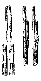 Рис. 8. Прививка за кору с шипом.