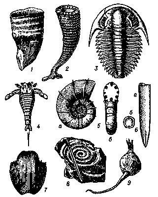 Рис. 1. Ископаемые беспозвоночные животные: 1 — четырёхлучевой коралл Caninia (кембрий, Подмосковье); 2 — археоциат Kotuyicyathus (кембрий, Сибирь); 3 — трилобит Bergeroniellus (нижний кембрий, Сибирь); 4 — скорпионообразное Eurypterus (силур); 5 — аммонит Lytoceras (нижняя юра): а. — вид сбоку, б — вид с устья; 6 — белемнит Pachyteuthis (юра, Подмосковье): а — общий вид, б — поперечный разрез; 7 — плеченогое Productus (карбон, Подмосковье); 8 — граптолиты Climacograptus и Monograptus (спиралевидный) (силур, Полярный Урал); 9 — цистоидея Echinoencrinus (ордовик, Прибалтика).