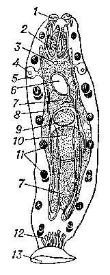 Организация Udonella caligorum: 1 — железистые прикрепительные органы; 2 — глотка; 3 — гермафродитное половое отверстие; 4 — выделительная пора; 5 — мочевой пузырь; 6 — яйцо в матке; 7 — кишечник; 8 — продольный канал выделительной системы; 9 — яичник; 10 — семенник; 11 — выделительные клетки (паранефроциты); 12 — клейкие железы; 13 — присоска.