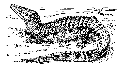 Крокодиловый кайман (Caiman crocodilius).