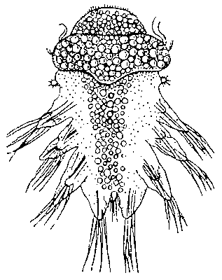 Нектохета многощетинкового червя Nereis.
