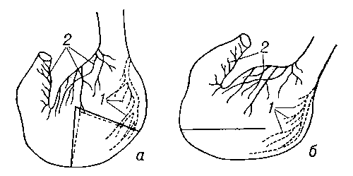Разрезы (указаны линиями) для образования изолированных желудочков по Гейденгайну (а) и по Павлову (6); 1 и 2 — желудочные сплетения блуждающего нерва.